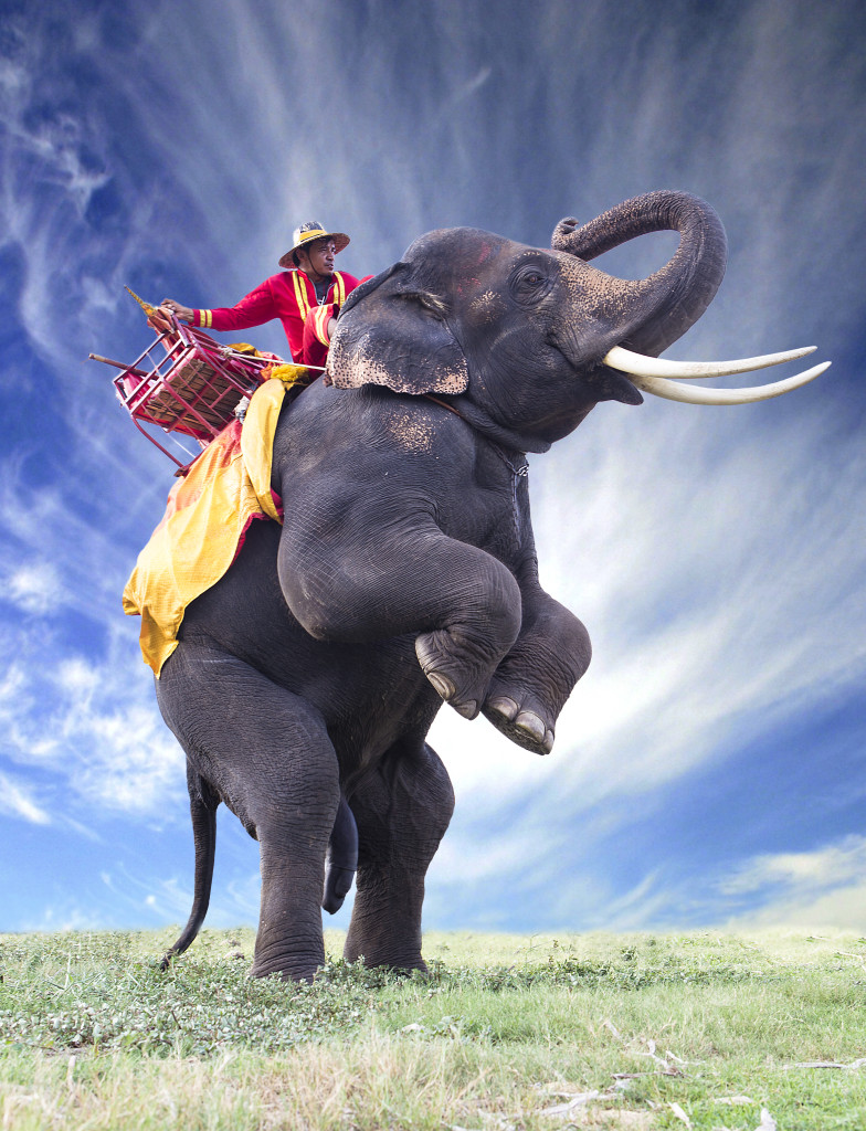 Elephant in green field and sun sky