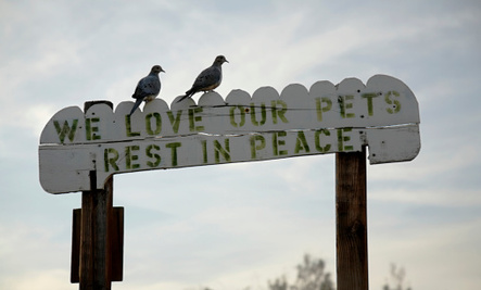 5 Tips for Surviving Pet Loss