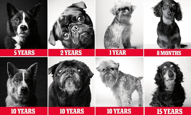 A life in dog years: Heart-melting pictures of our faithful friends growing from puppyhood to old age