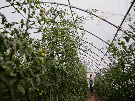 Organic faces growing pains as demand outpaces supply