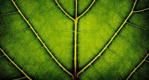 Quantum Perception And The Recognition Of Plant Consciousness