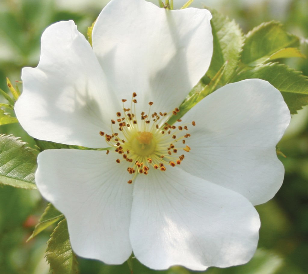 Direct Connection With The Spirits Of Plants