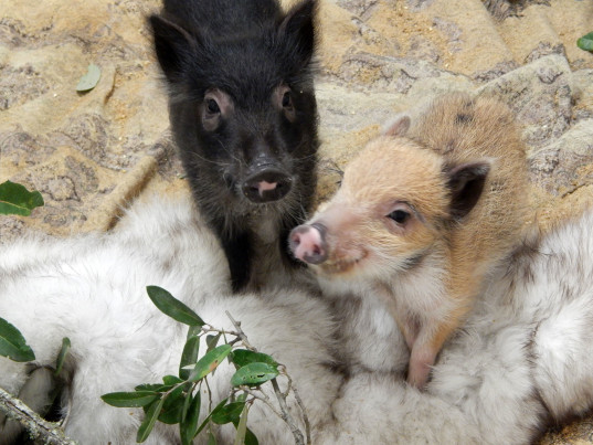 Born Free USA Seeks Used Fur to Comfort, Rehabilitate Young Wildlife