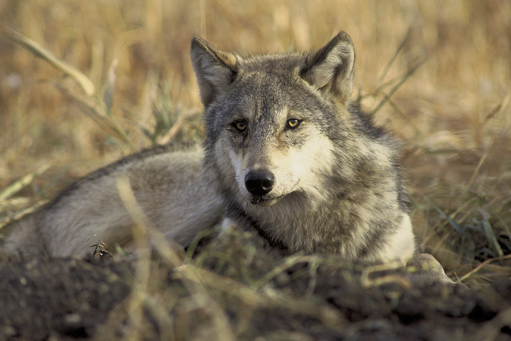 Wolf pack discovered in California; first in more than 90 years